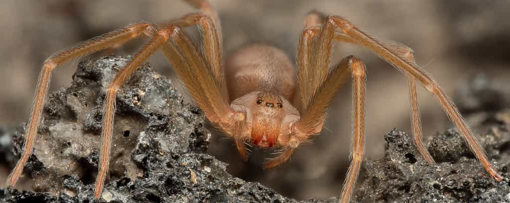 Loxosceles rufescens, à ne pas confondre avec sa cousine américaine Loxosceles reclusa, plus agressive mais absente du continent européen. © Rinaldo, Adobe Stock