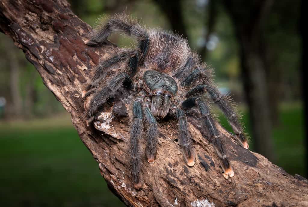 Les plus grosses araignées du monde sont de véritables merveilles de la nature, démontrant la diversité et l'adaptabilité de ces fascinants arachnides. © Silapavet, Adobe Stock
