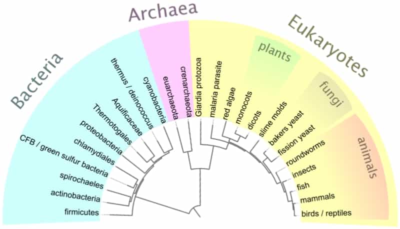 Cet arbre phylogénétique est représenté en fonction de la distance supposée entre les taxons placés, selon les règles de la phénétique. © Madprime, Wikipédia, DP