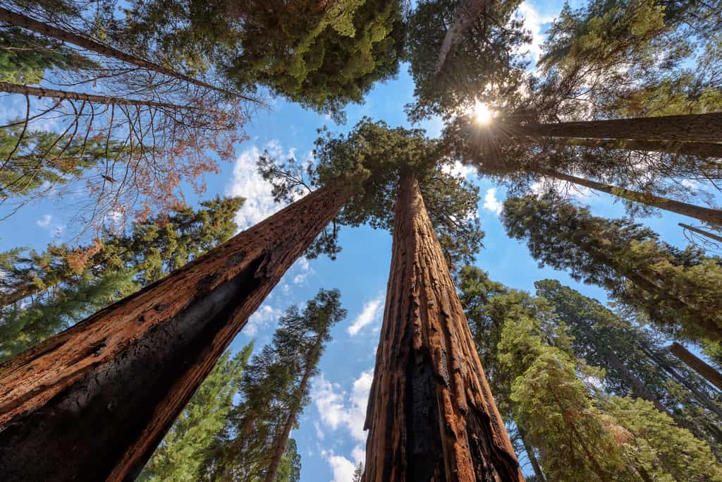 Séquoias géants (Sequoia sempervirens) font partie des plus grands organismes vivants sur Terre. © lucky-photo, Fotolia