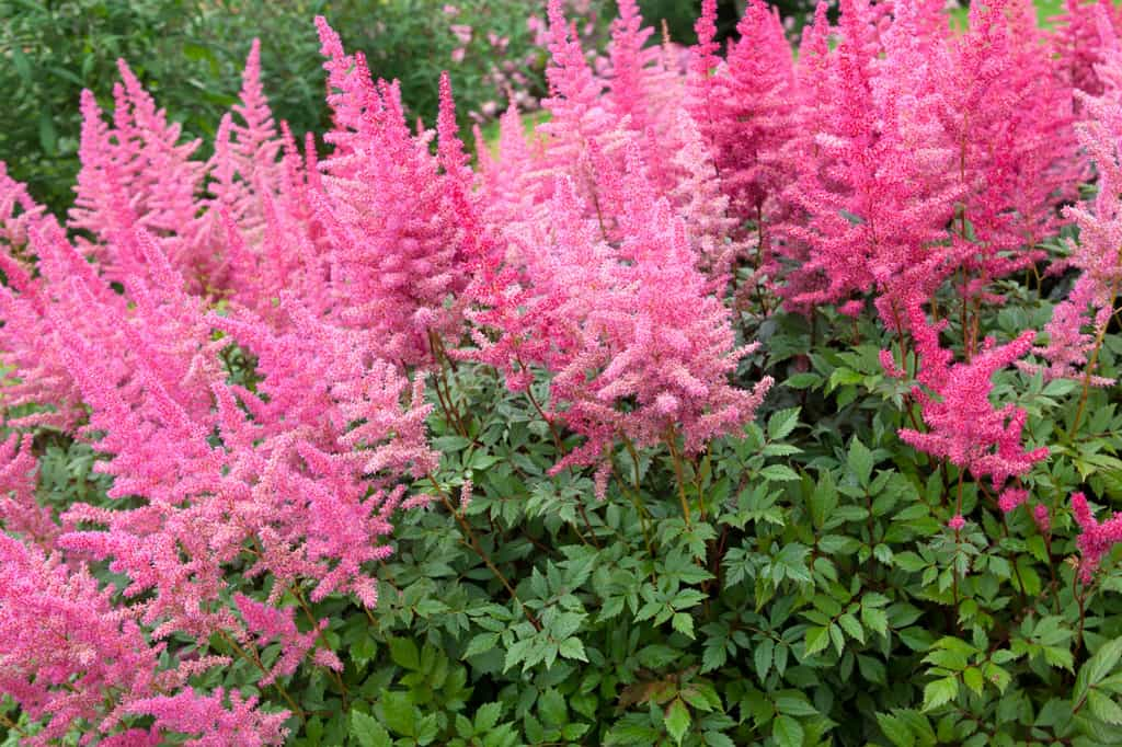 C'est le moment de planter cette fleur magnifique pour un jardin éclatant au printemps. © LordRunar, iStock