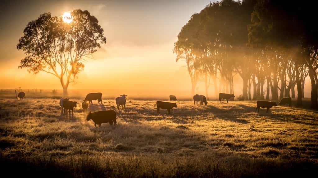 L'Australie, ravagée par les feux de forêts et par la sécheresse, depuis septembre, voit sa production agricole chuter de plus de la moitié. © Pelooyen, Adobe Stock