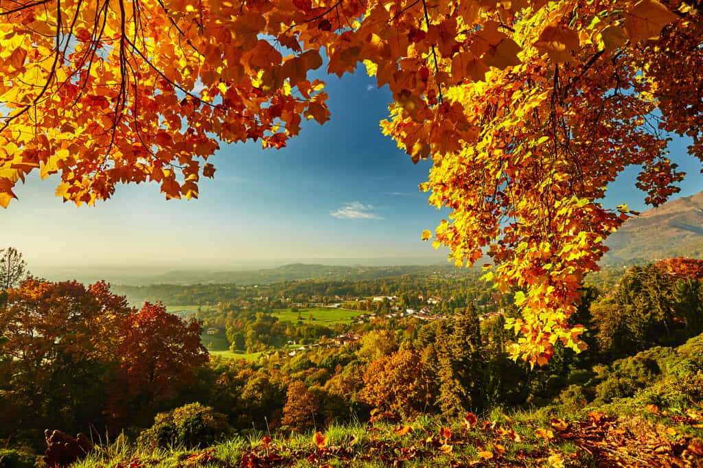 Paysage d'automne, saison où les arbres se teintent d'or et de pourpre. © matteozin, fotolia