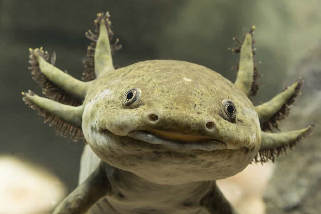 Cet axolotl présente les branchies externes caractéristiques. Sa peau est brunâtre, et dépourvue d'écailles comme une grenouille. © lapis2380, Adobe Stock