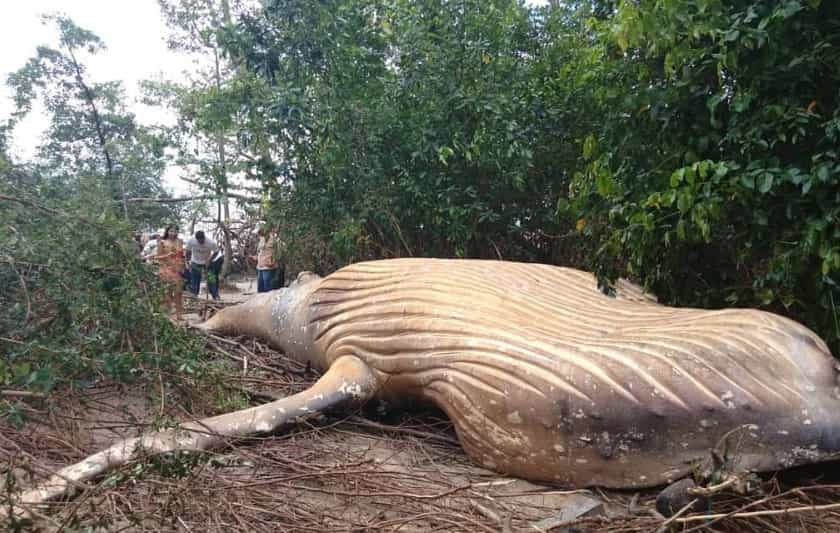 La carcasse d'un baleineau échoué dans la mangrove brésilienne, probablement transporté là par de fortes marées. © Bicho D'Água, Instagram