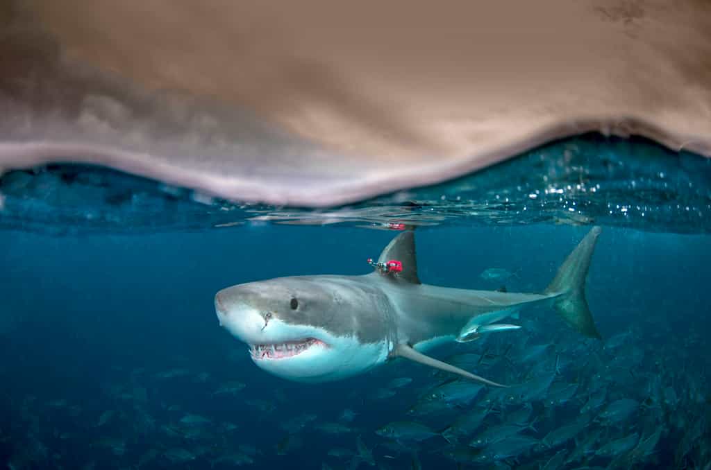 Le grand requin blanc est capable de produire de la chaleur pour contrôler sa température interne. © Andrew Fox