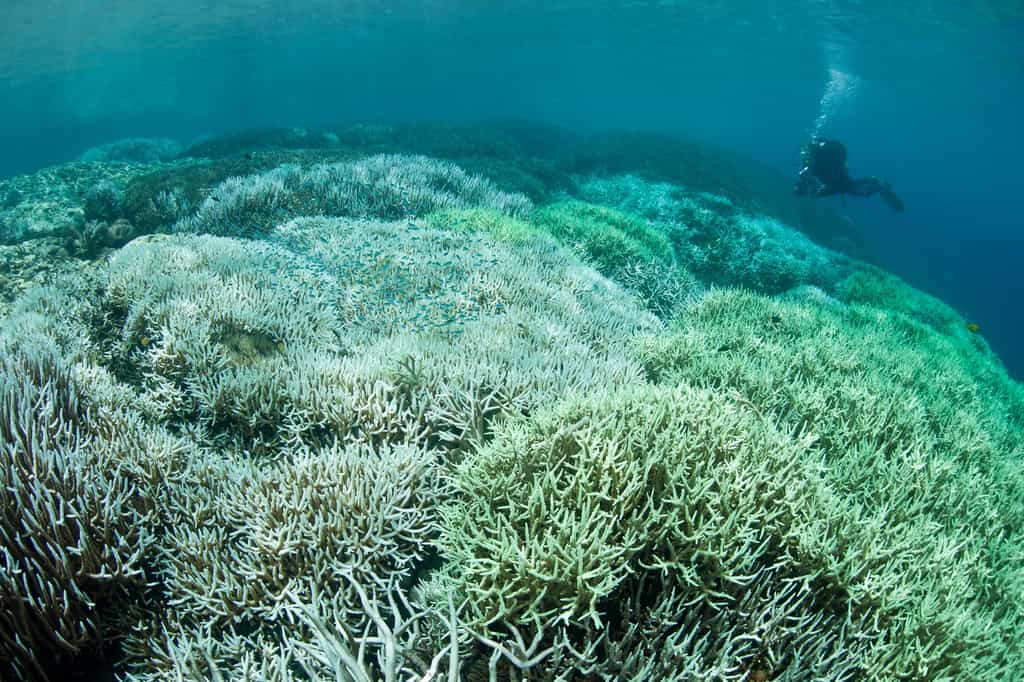 Sur les 719 récifs étudiés, 654, soit 91 %, présentent un certain niveau de blanchissement des coraux. © Ethan Daniels, Shutterstock