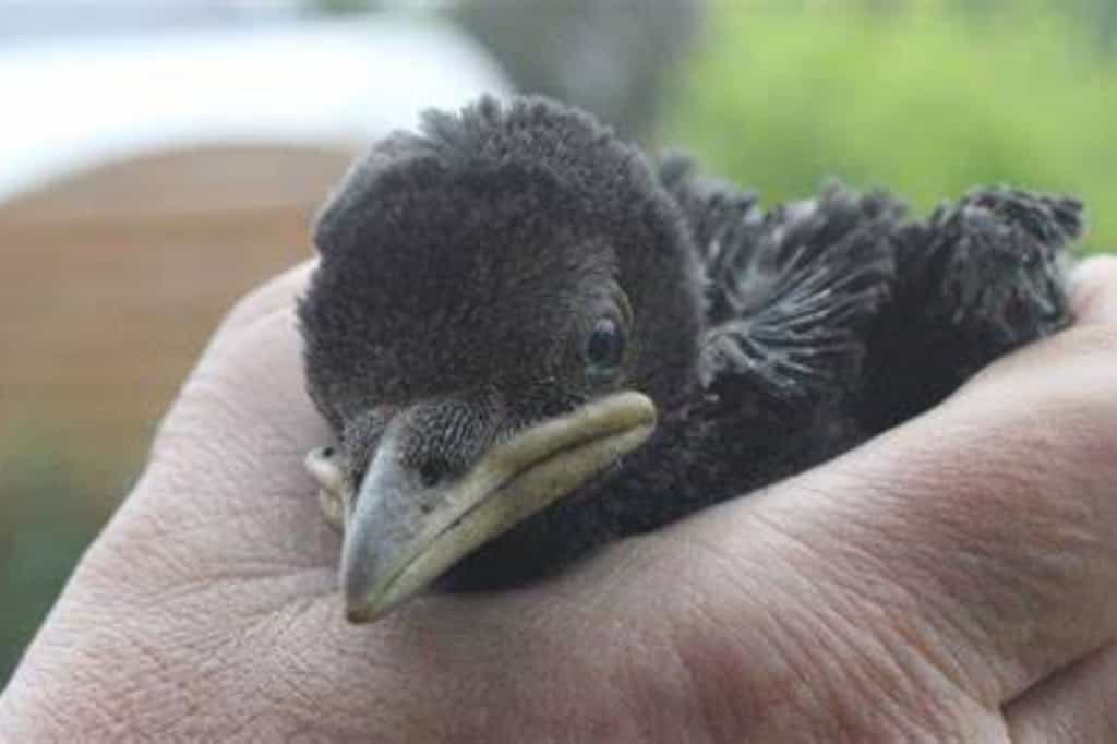 Le saviez-vous ? Voici le nom du bébé du corbeau, que peu connaissent. © Pavlovafowl, YouTube, iStock