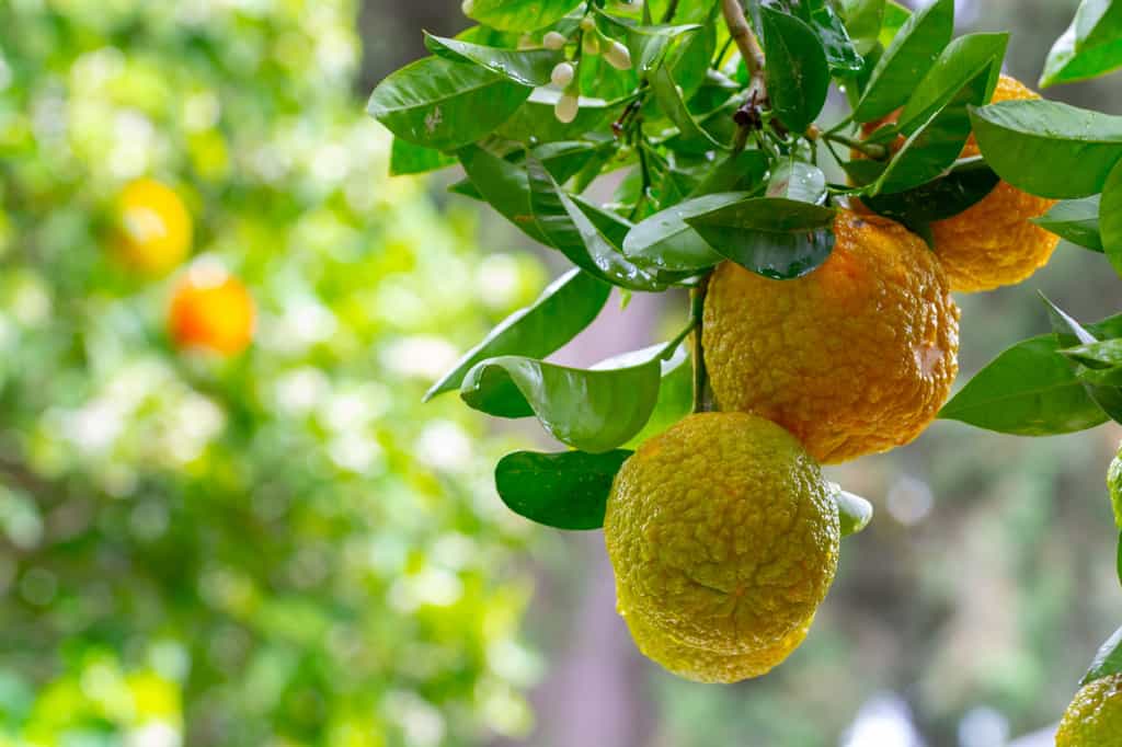 Récolte de bergamotes, fruits du bergamotier. © barmalini, Adobe Stock