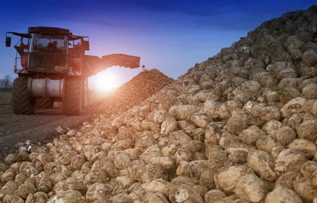 Le ministre de l'Agriculture a annoncé une dérogation pour l'usage de néonicotinoïdes en enrobage de semences, spécifiquement pour la filière betterave sucrière. © Perytskyy, Adobe Stock