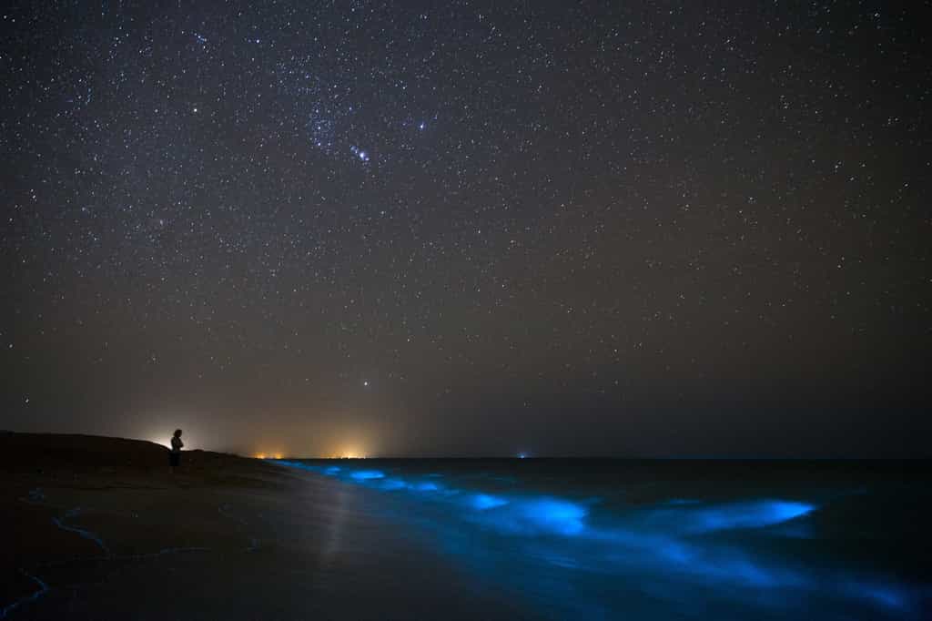 La bioluminescence dans les océans est souvent due aux phytoplanctons, comme ici sur une plage en Iran. © sghiaseddin, Adobe Stock