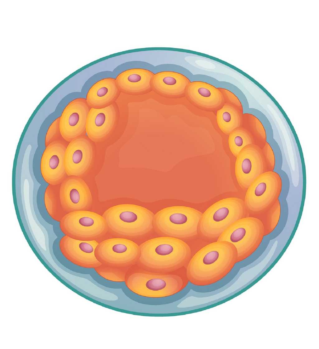 Au stade embryonnaire du blastocyste, le trophoblaste correspond aux cellules qui forment une enveloppe qui entrera au contact avec la muqueuse utérine. © blueringmedia, Fotolia