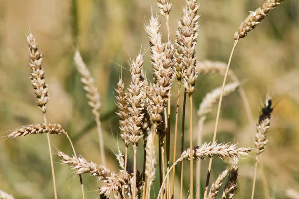 Le blé est l’une des principales céréales cultivées en France. © Nicolette Wollentin, Fotolia