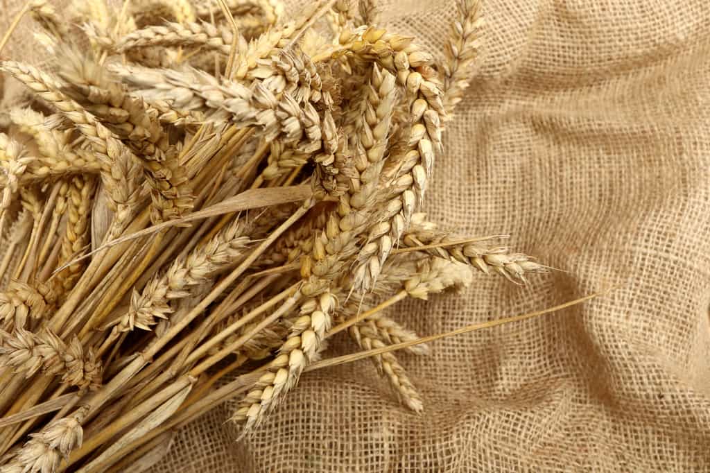 Le blé, qui contient du gluten, est un des aliments à proscrire de l'alimentation des personnes atteintes par la maladie cœliaque. © nightsphotos, fotolia