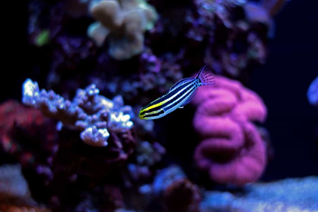 Meiacanthus grammistes est une blennie qui vit dans les récifs coralliens du Pacifique. © Kolevski.V, Fotolia