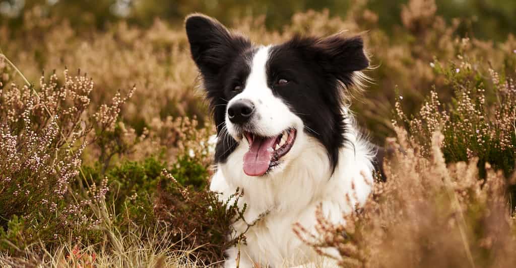 Le border collie est un chien de troupeau qui a besoin de faire beaucoup d’exercice. © LSphotoCZ, Shutterstock