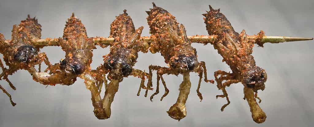 Les dix espèces d’insectes autorisées à la consommation humaine en Belgique sont déjà appréciées en Asie, où aucun problème lié à leur ingestion n’a été constaté. © the tαttσσed tentαcle, Flickr, cc by nc sa 2.0