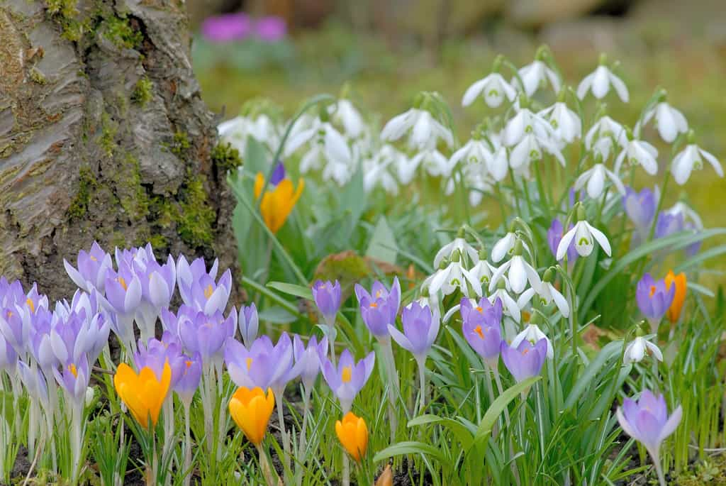 Massif de petits bulbes en fleurs dès janvier. © Ulrich Kolb, Adobe Stock