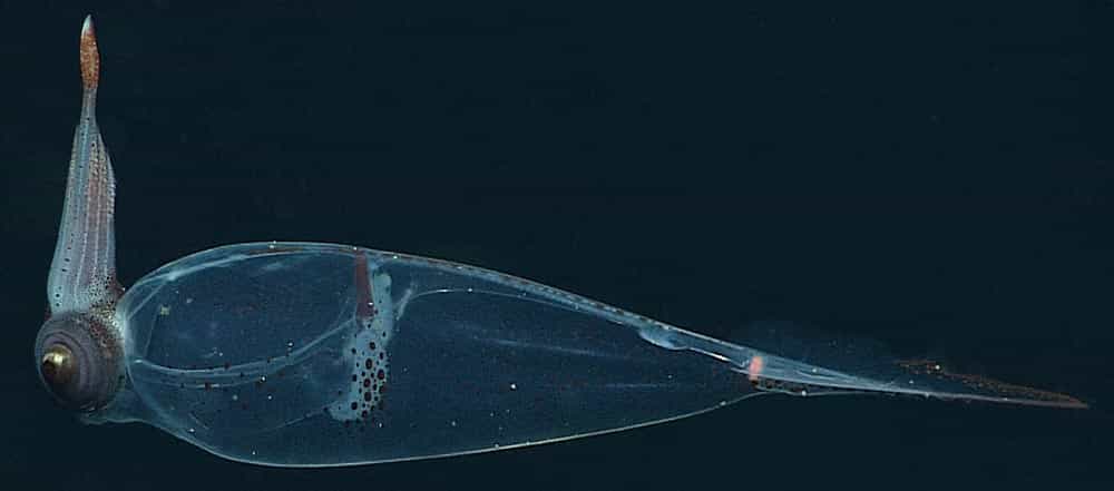 Un autre spécimen vu de profil photographié par les scientifiques du Monterey Bay Aquarium Research Institute. © MBARI