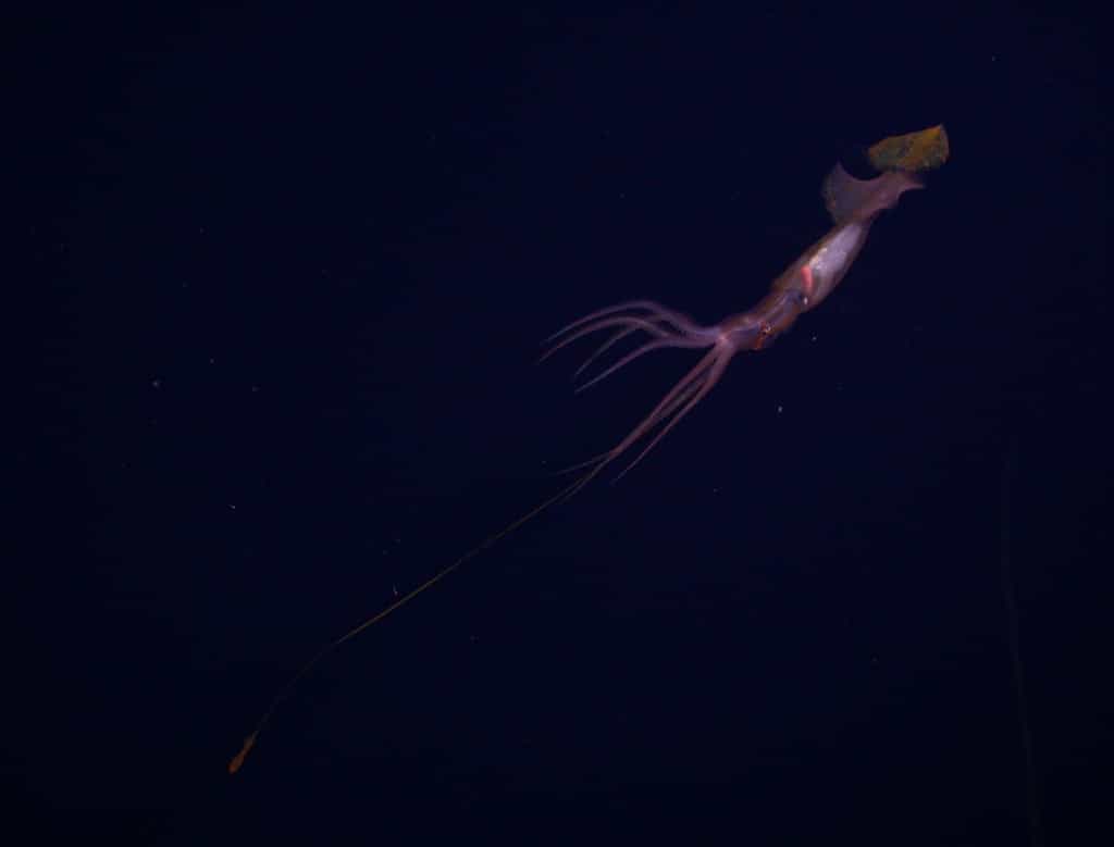 Ce calmar Grimalditeuthis bonplandi est en train de pêcher 1.000 m sous la surface du Pacifique nord. Pour ce faire, il utilise l'extrémité de son long tentacule (en bas à gauche de l'image) pour simuler les mouvements de nage d'un petit poisson et ainsi leurrer ses proies. © Mbari 