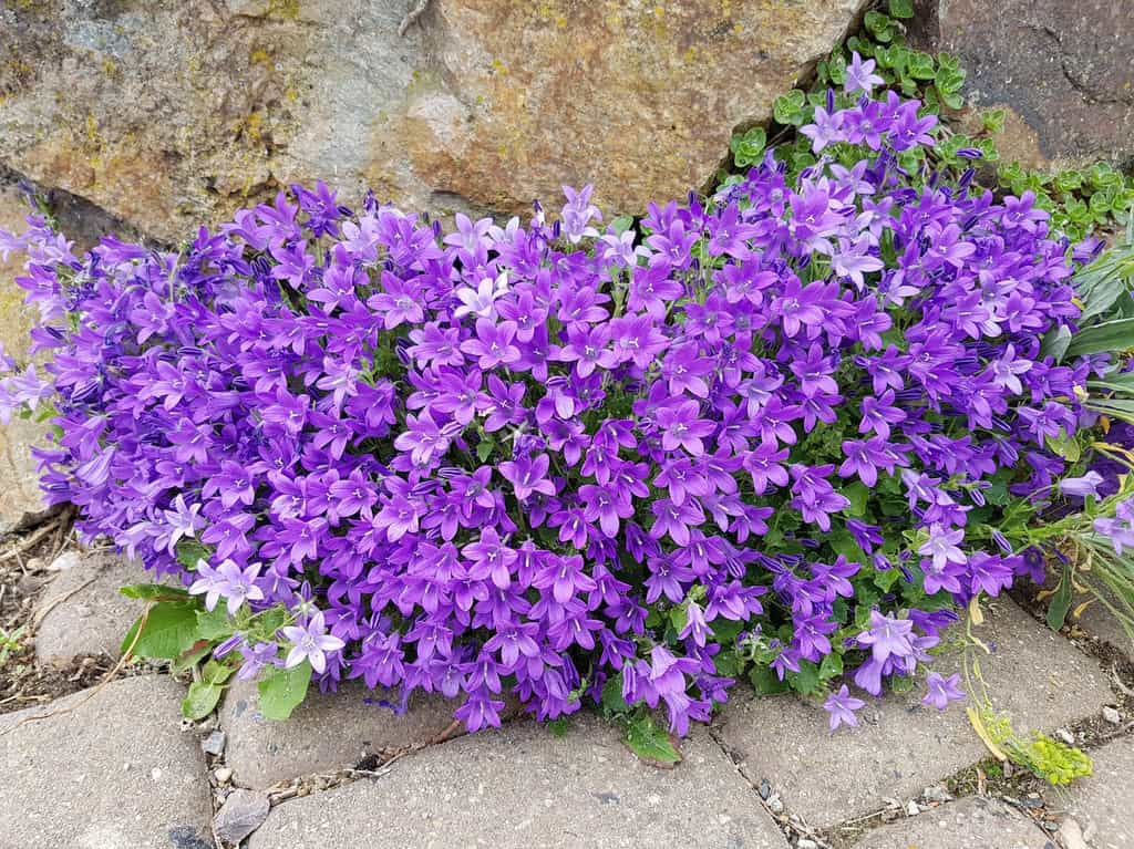 Campanule des murailles sur des pavages. © Ruckszio, AdobeStock