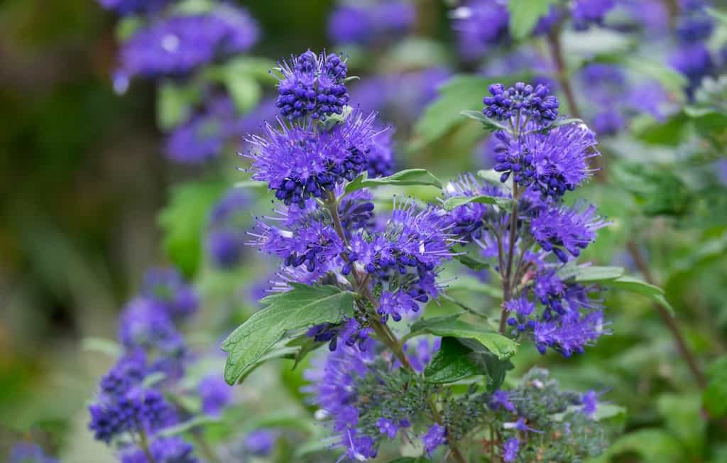 Floraison du caryopteris en fin d'été