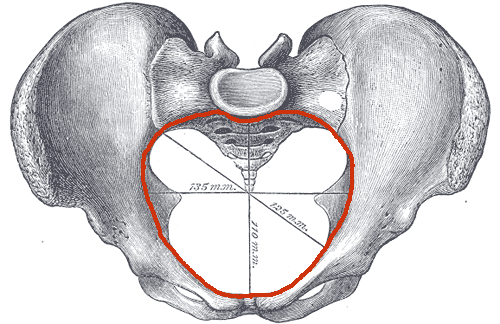 Chez l'Homme, la ceinture pelvienne correspond au bassin osseux. © Berichard, Flickr, cc by sa 3.0