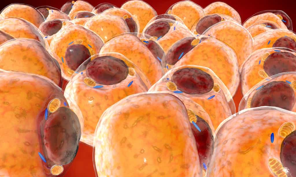 Des chercheurs ont forcé des cellules cancéreuses à se transformer en adipocytes. © chagpg, Fotolia