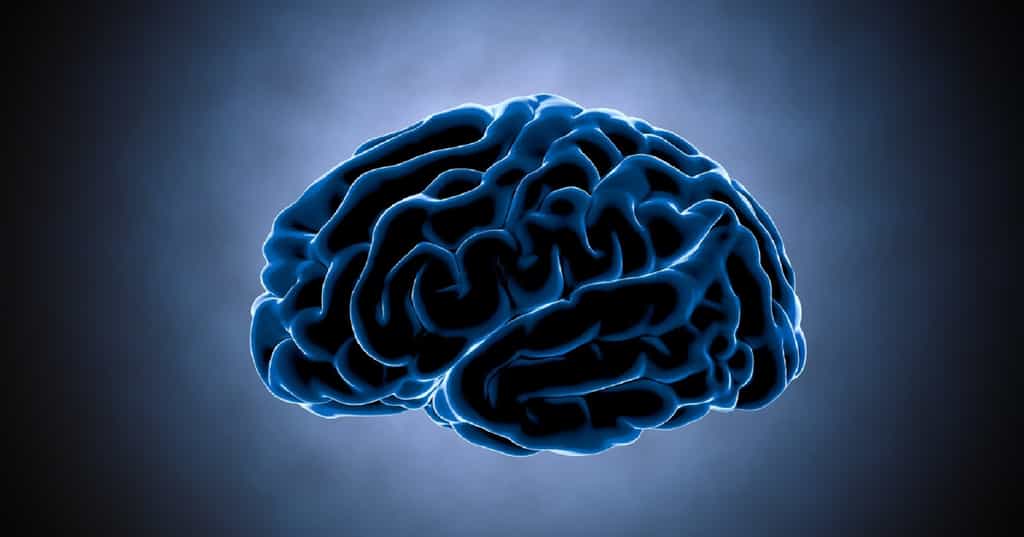 Le gyrus fusiforme est une circonvolution du cortex cérébral qui est impliqué dans la reconnaissance des visages. © chagpg, Fotolia