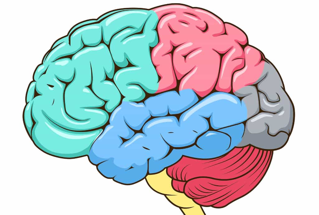 Les lobes frontaux des deux hémisphères cérébraux se situent à l’avant. © Alexander Pokusay, Fotolia