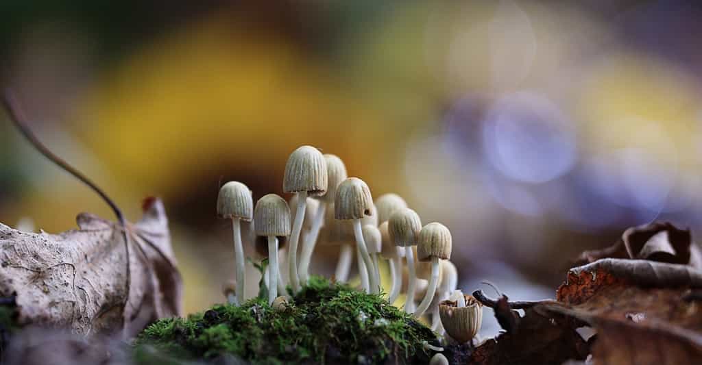 Les champignons hallucinogènes sont interdits en France, mais leurs principes actifs intéressent de plus en plus la recherche médicale. © Kichigin, Shutterstock
