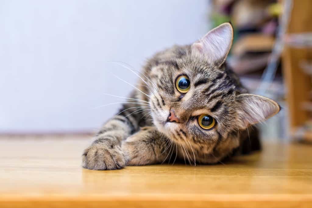 Comment préserver la santé des chats sur le long terme ? © Elvira, Adobe Stock