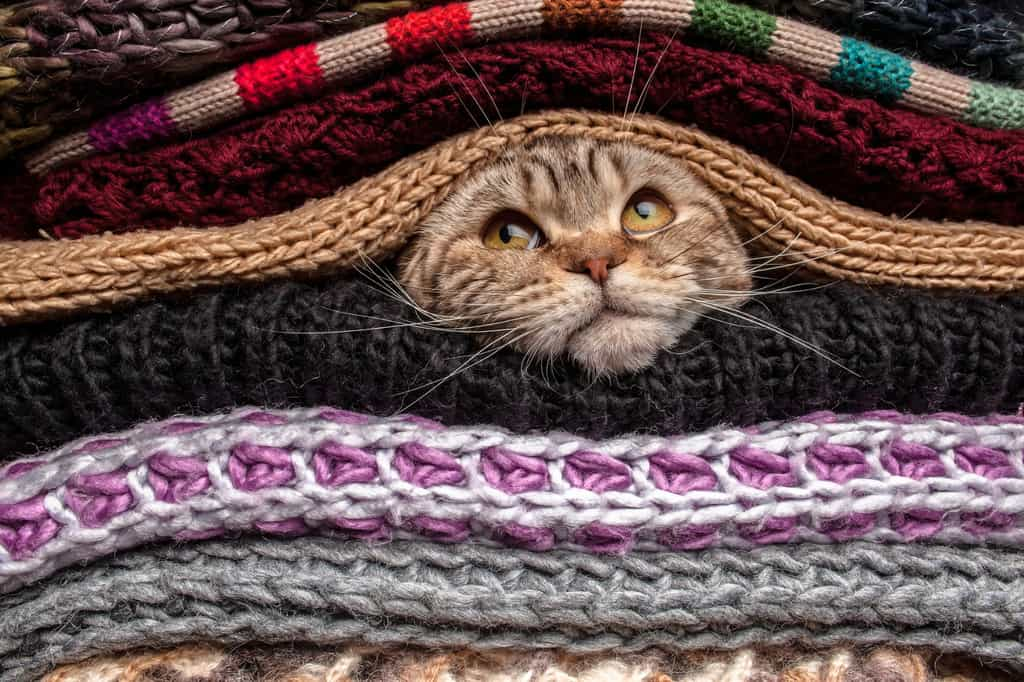 Les signes qui montrent que votre chat a froid. © Koldunova, iStock