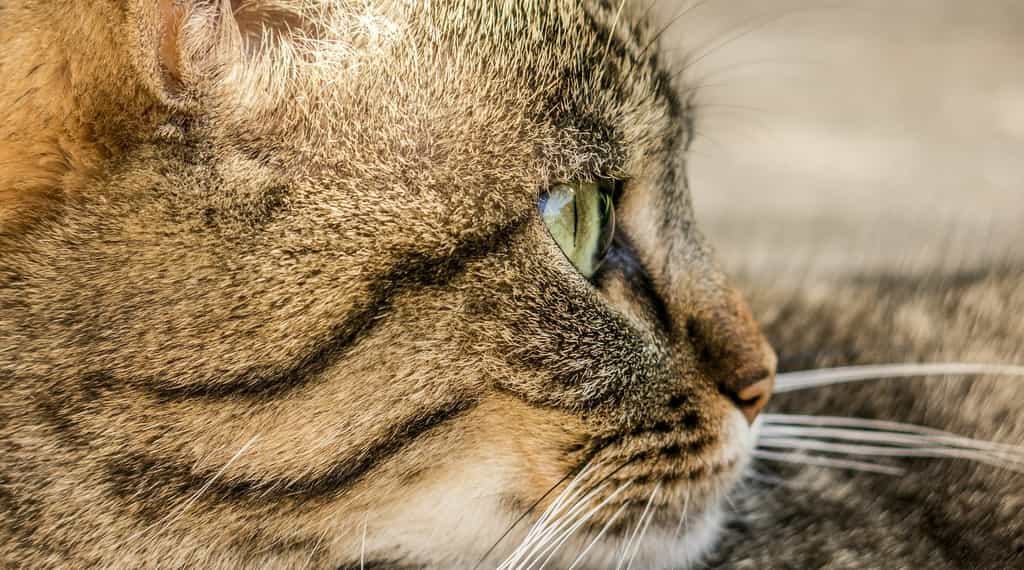 C’est la première fois qu’un chat transmet un virus de la grippe aviaire à un humain. © acandraja, Pixabay