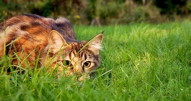Le chat est un prédateur carnivore. Il fait partie des consommateurs secondaires. © Jennifer Barnard, Wikimedia Commons, CC by 2.0