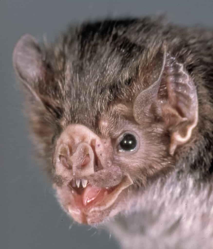 Portrait d'une chauve-souris vampire de l'espèce Desmodus rotundus. © Uwe Schmidt, Wikimédia, CC by-sa 4.0
