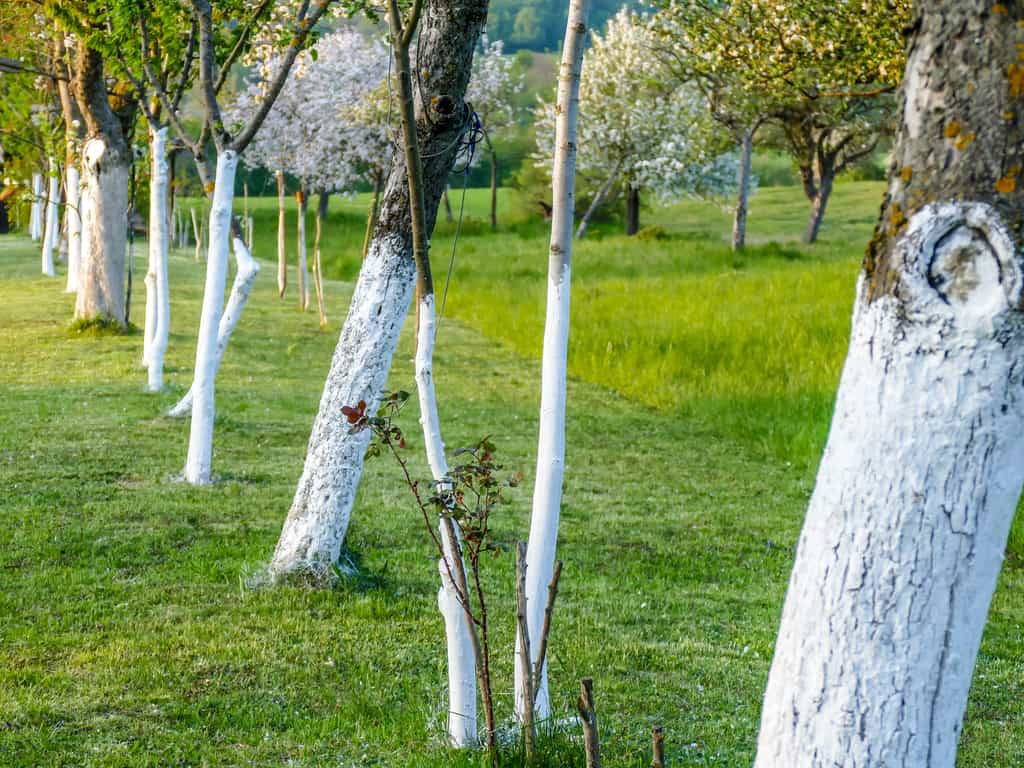Application de blanc sur le tronc d'arbres. © focus finder, Adobe Stock