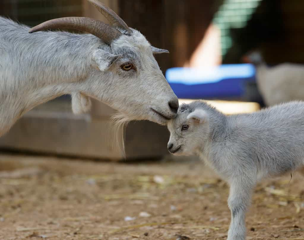 Avec l'âge, certaines chèvres atteintes de myotonie arrivent à apprendre à chuter au mieux, en trouvant appui sur des objets proches. © lom742, AdobeStock