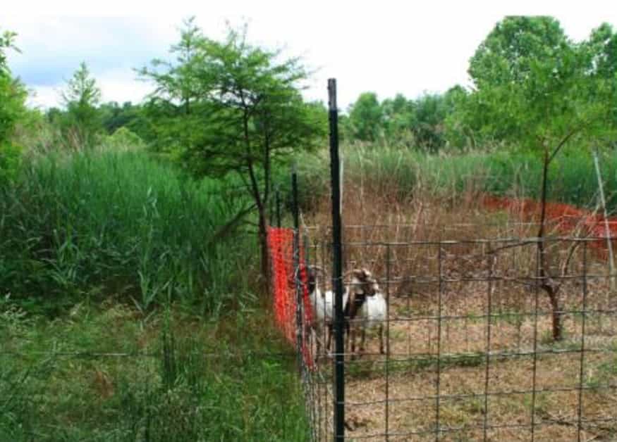 Comme on le voit sur cette photo, les chèvres sont friandes de roseaux dont la couverture s'amenuise dans les terrains tests. © Brian Silliman et al. 2014, PeerJ.
