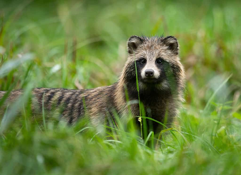 Le chien viverrin, un petit animal sauvage recherché et élevé pour sa fourrure, fait partie des mammifères susceptibles d'être des hôtes intermédiaires du SARS-CoV-2. © Piotr Krzeslak, Adobe Stock