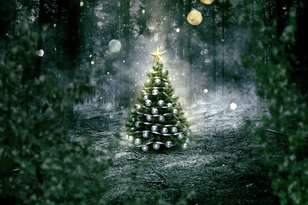 Le sapin Nordmann est le sapin de Noël préféré des Français depuis plusieurs années. © lassedesignen, Fotolia