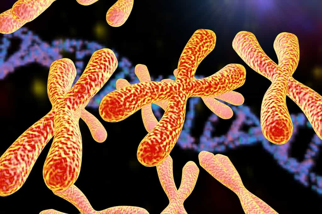 Le caryotype normal d'un être humain est composé de 23 paires de chromosomes. © Kateryna Kon, Fotolia