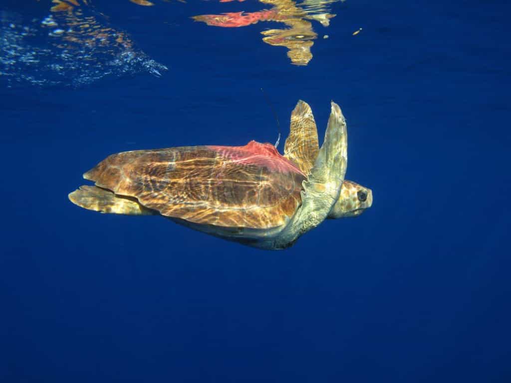 Une tortue caouanne dans l’océan Indien équipée d’une balise Argos. © Ifremer,&nbsp;J. Bourjea
