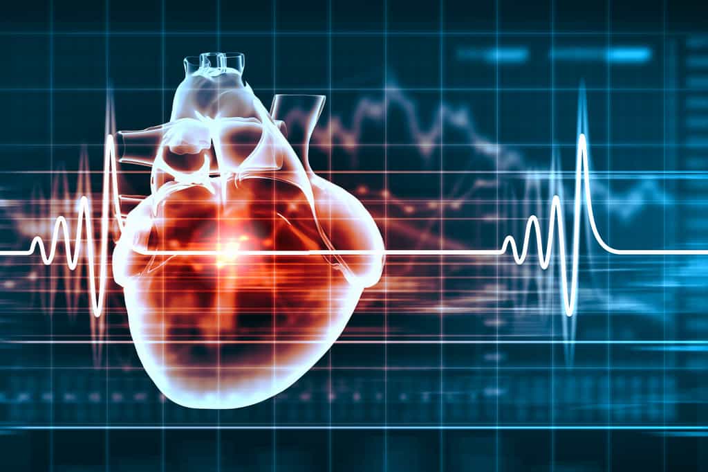 Les maladies&nbsp;cardiovasculaires touchent le cœur et&nbsp;les vaisseaux sanguins.&nbsp;© Sergey Nivens, Shutterstock
