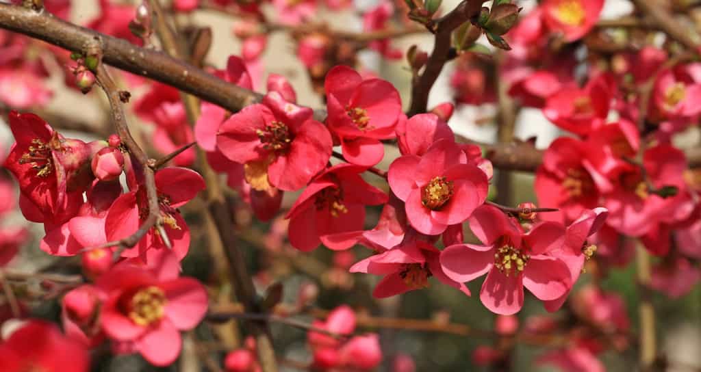 Floraison du cognassier du Japon. © hcast, Adobe Stock