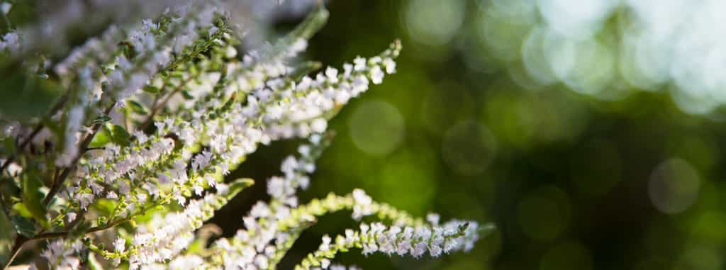 Un arbre à myrrhe, du même genre botanique que Sheba. © hansdenis, Adobe Stock