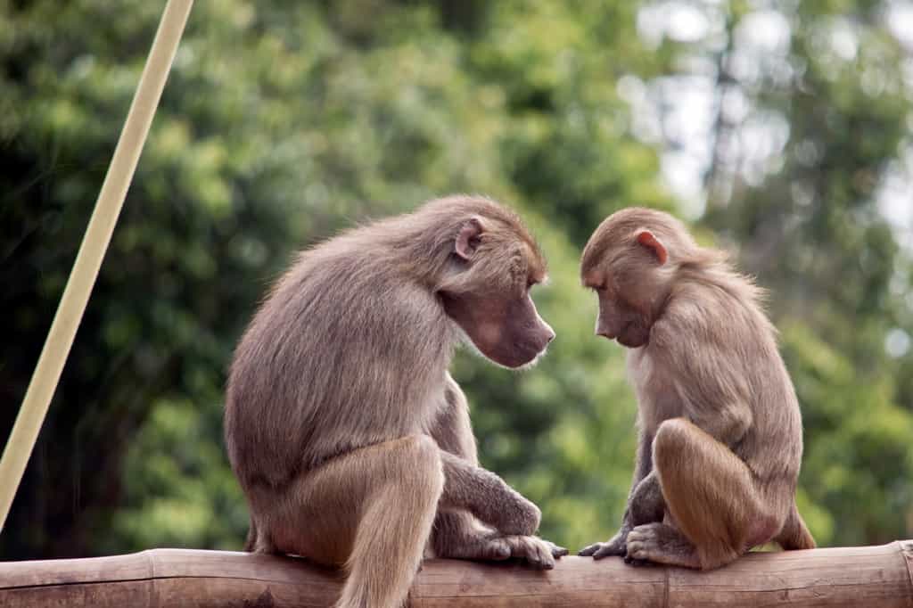 Partageons-nous la même morphologie de nos structures cérébrales dédiées au langage avec certains singes ? © Susan Flashman, Adobe Stock