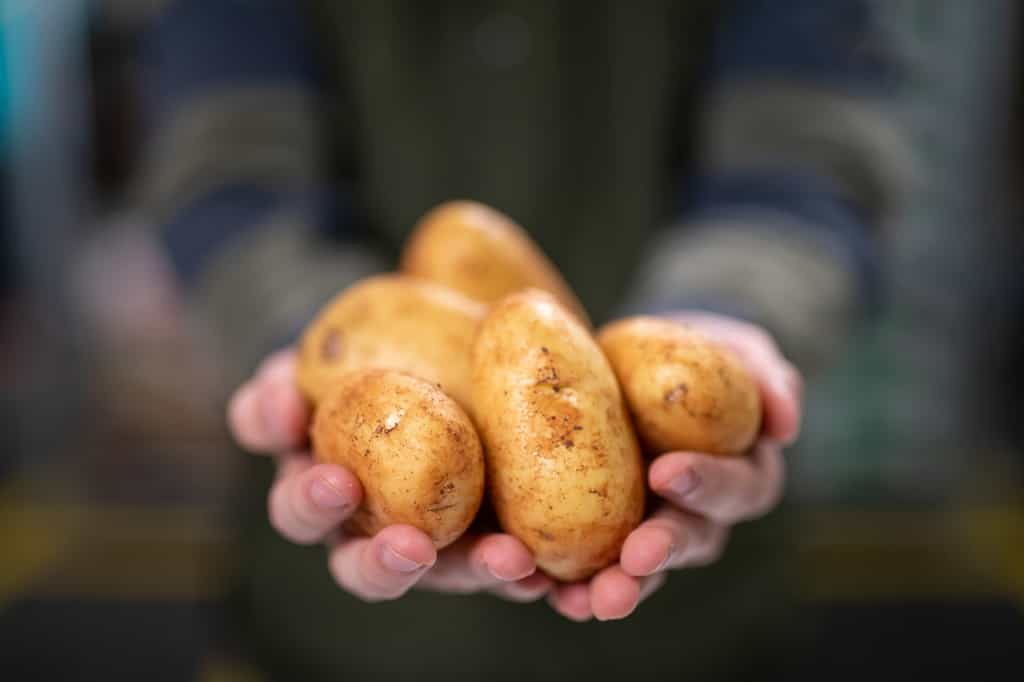 Comment stocker durablement les pommes de terre ? © SimonKR, iStock