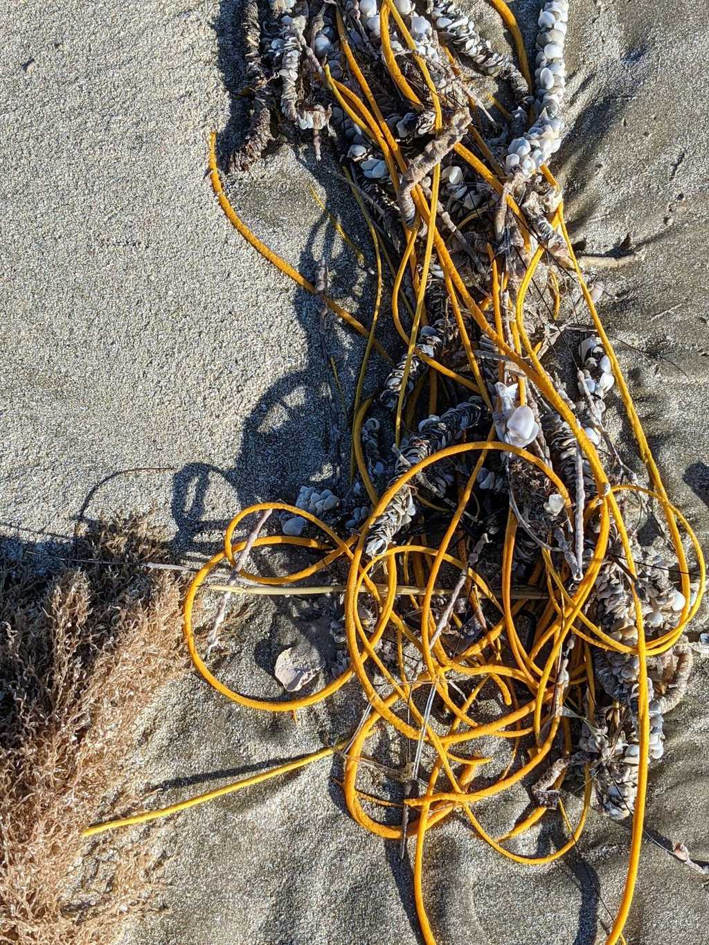 Le corail-fouet qui s'est échoué sur la plage de l'île de Padre, photographié par une guide du Padre Island National Seashore. © R. Claussen, Padre Island National Seashore