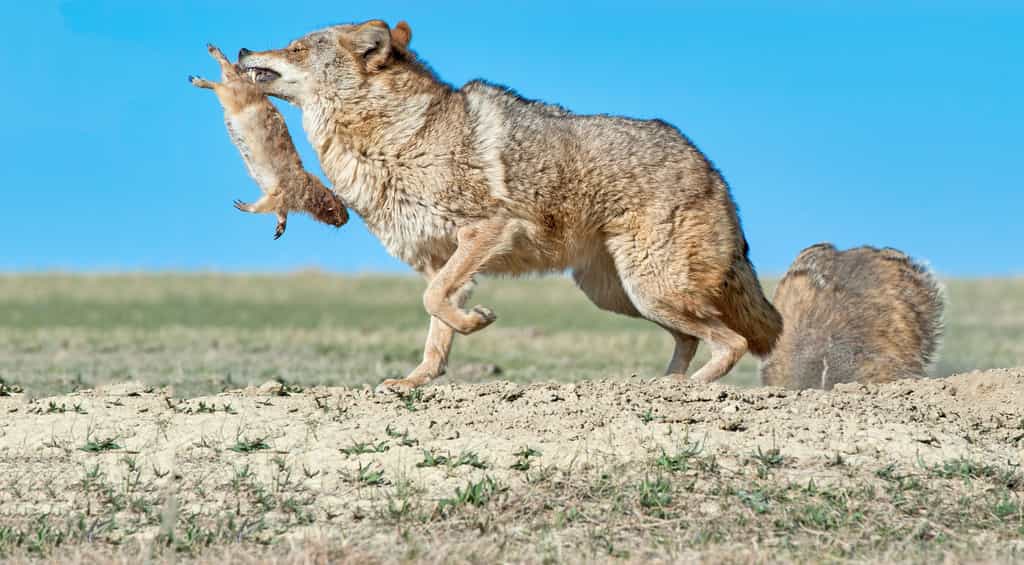 Le coyote extirpe un malheureux spermophile pendant que le blaireau creuse le terrier à la recherche de ses congénères. © outdoorsman, Adobe Stock